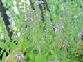Bazalka posvátná (Ocimum sanctum)