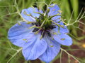 Černucha setá (Nigella sativa) semena 30 ks