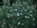 Černucha setá (Nigella sativa) semena 30 ks