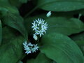 Medvědí česnek (Allium ursinum)