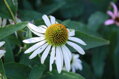 Třapatka bílá (Echinacea)