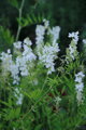 Jestřabina lékařská (Galega officinalis)