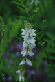 Jestřabina lékařská (Galega officinalis)