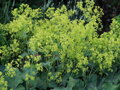 Kontryhel obecný (Alchemilla vulgaris Bus. non. L.)