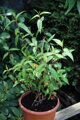 Koriandr vietnamský, Rdesno vonné (Persicaria odorata)