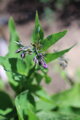 Kostival lékařský (Sypmhytum officinale)