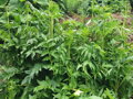 Kozlík lékařský (Valeriana officinalis)
