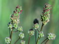 Krvavec menší (Sanguisorba minor)
