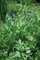 Libeček lékařský (Levisticum officinale)