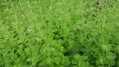 Marulka lékařská (Calamintha nepeta)