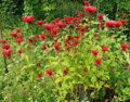 Zavinutka podvojná (Bergamot-Monarda didyma)