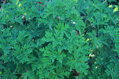 Pelargonie citronová (Pelargonium radens)