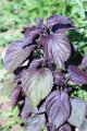 Perila křovitá červená (Perilla frutescens)