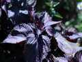 Perila křovitá zelená (Perilla frutescens)