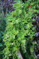 Perila křovitá zelená (Perilla frutescens)