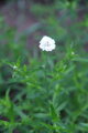 Řebříček bertám (Achillea ptarmica)