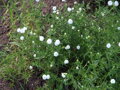Řebříček bertám (Achillea ptarmica)
