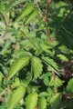 Řepík lékařský (Agrimonia eupatoria)