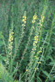 Řepík lékařský (Agrimonia eupatoria)