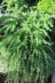 Rozmarýn lékařský 'Prostatus' (Rosmarinus officinalis 'Prostratus')