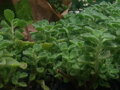 Rýmovník eukalyptový (Plectranthus montanus) 