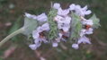 Šalvěj černá (Salvia mellifera)