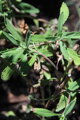 Šalvěj černá (Salvia mellifera)