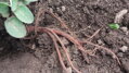 Šalvěj červenokořenná (Salvia miltiorrhiza) semena 20ks