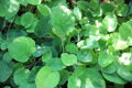 Šalvěj červenokořenná (Salvia miltiorrhiza) semena 20ks