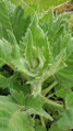 Šalvěj etiopská (Salvia aethiopis)