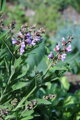 Šalvěj lékařská (Salvia officinalis)