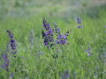 Šalvěj luční (Salvia pratensis)