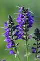 Šalvěj luční (Salvia pratensis)