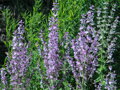 Šalvěj muškátová (Salvia sclarea)