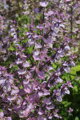 Šalvěj muškátová (Salvia sclarea)