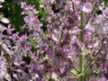Šalvěj muškátová (Salvia sclarea)