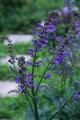 Šalvěj transylvánská (Salvia Transylvanica)