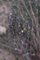 Saturejka zahradní (Satureja hortensis)