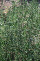 Saturejka zahradní (Satureja hortensis)