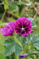 Sléz maurský (Malva mauritania)