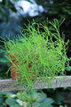 Svatolina olivová (Santolina Viridis Olivenkraut)