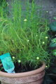Svatolina olivová (Santolina Viridis Olivenkraut)