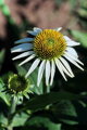 Třapatka bílá (Echinacea)