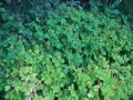 Vlaštovičník větší (Chelidonium majus)