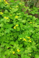 Vlaštovičník větší (Chelidonium majus)