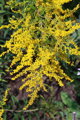 Zlatobýl obecný (Solidago virgaurea L.)