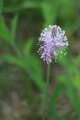 Jitrocel kopinatý (Plantago lanceolata)