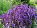Šalvěj hajní (Salvia nemorosa)