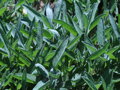 Šalvěj lékařská (Salvia officinalis)