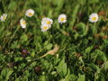 Sedmikráska obecná (Bellis perennis)